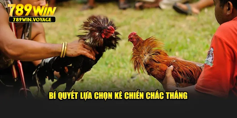 Bí quyết lựa chọn kê chiến chắc thắng