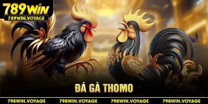 đá gà thomo