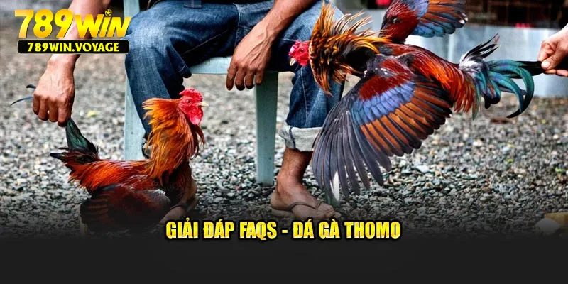Giải đáp FAQs - Đá gà Thomo