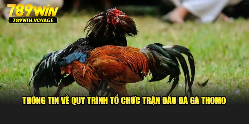 Thông tin về quy trình tổ chức trận đấu đá gà Thomo