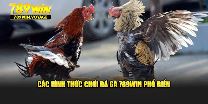 Các hình thức chơi đá gà 789Win phổ biến
