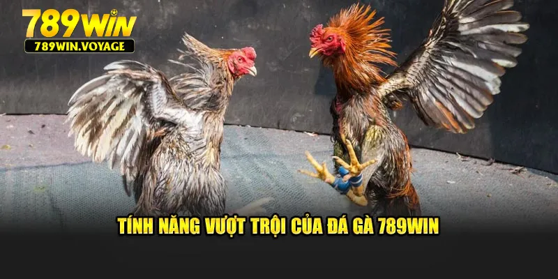 Tính năng vượt trội của đá gà 789Win